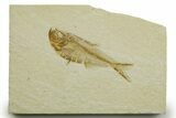 Detailed Fossil Fish (Diplomystus) - Wyoming #363903-1